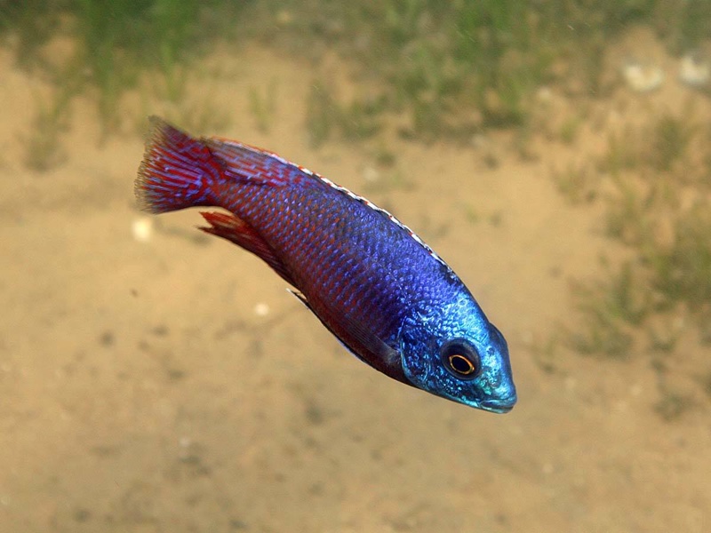 Protomelas taeniolatus 'Namalenje Island'